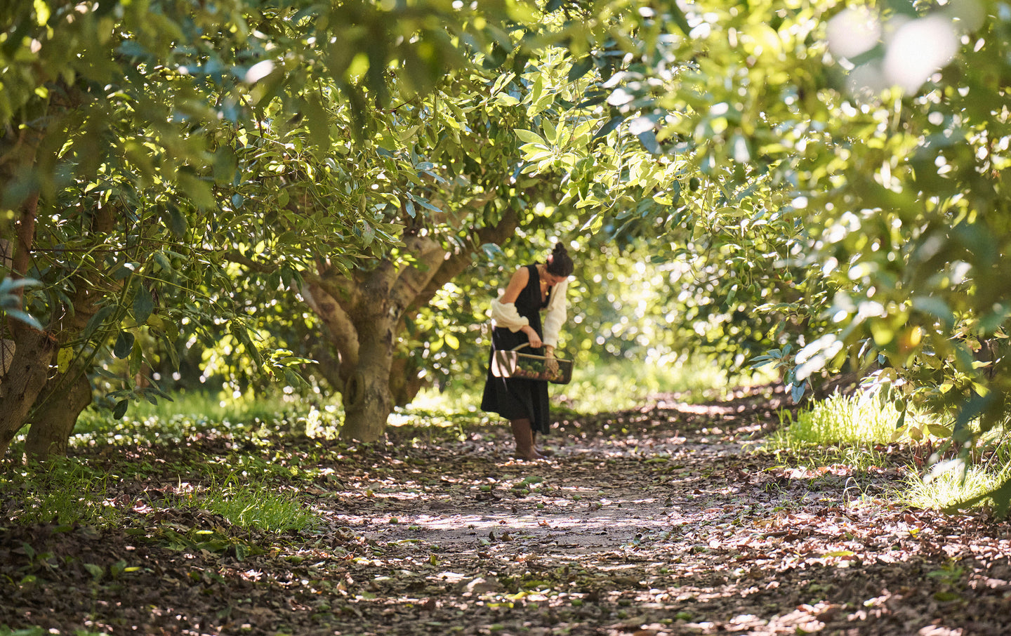 Meghan picking fruit in a orchard with trees and ground visible